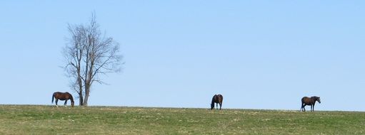 Three horses graze on a farm in Kentucky