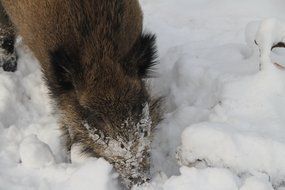 Boar in the winter