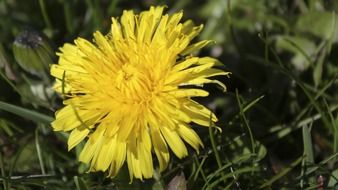 dandelion flower among green grass