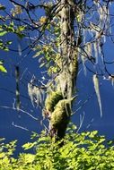 tree with blue grey lichen