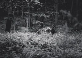 Black and white photo of fern in the forest