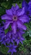 purple star flower with nectar