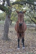 brown ride horse at tree