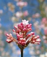 pink fragrant winter snowball