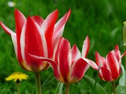 three pink white tulips on a flowerbed