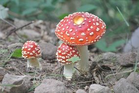 three red mushroom among the stones