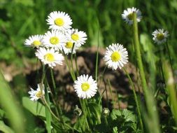 splendiferous daisy garden flower