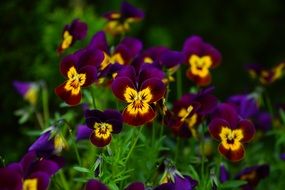Deep purple pansy flower close