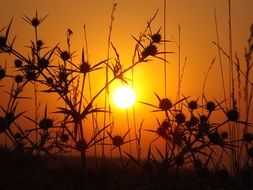 thorns in the sun landscape