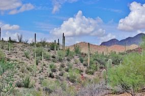 desert ÑÑ Tuscon Arizona