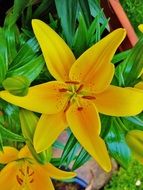Yellow Lily with green trees