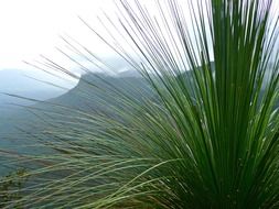panorama of mountains through green grass