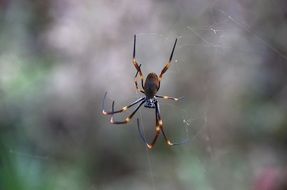 nephila spider at blur background