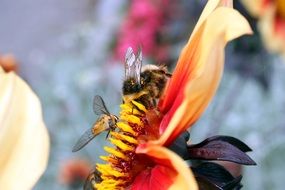 insects wasps bees