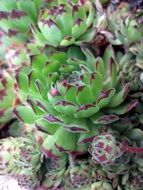 green succulent plant in the garden