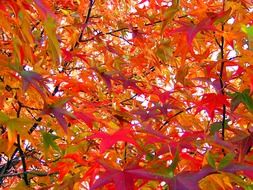 colorful leaves of japanese maple in october