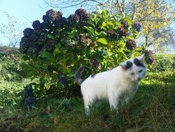 white cat near the green bush in the shadow