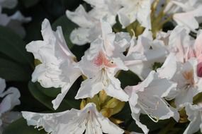 white rhododendron blossoms at sun