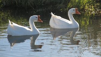 goose pond white