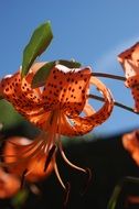 lily tiger