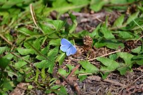 adonis blue butterfly