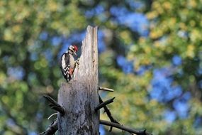 woodpecker on an old tree