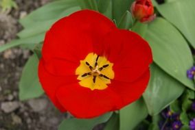 perfect tulip flowers nature