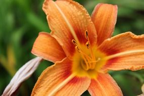 blooming orange lily with nectar