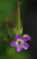 splendiferous purple flower