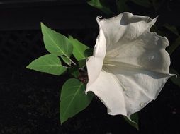 White blooming flower at night
