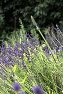Lavender in a summer meadow