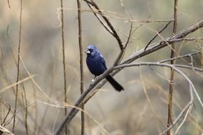 blue bird on a winter tree branch