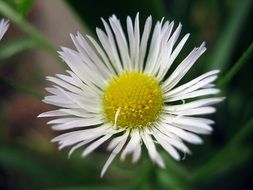 White flower in summer close