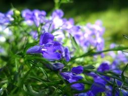 lobelia garden plant