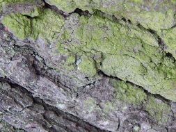 bark with young green moss closeup