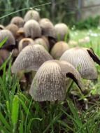 mushrooms in the green grass in the forest