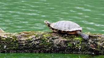 turtle on the pond