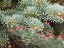 spruce branch closeup