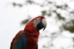 macaw colorful parrot on a blurred background