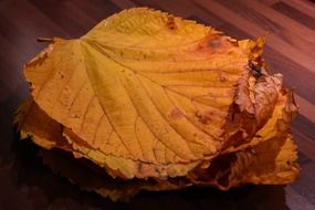 pile of elm leaves