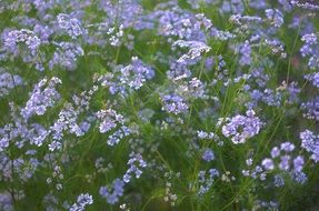 Beautiful, blossoming blue wildflowers