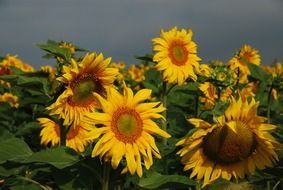 scenic sunflower sunflower field