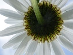 bottom of a white margarithe blossom