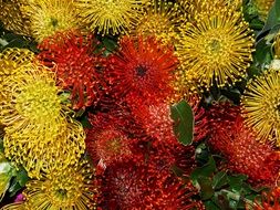 unusual yellow and red flowers