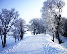 Road and trees in the winter