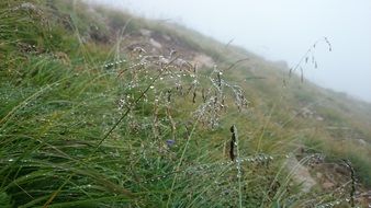 grass with raindrops in the meadow