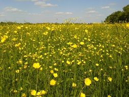 bright summer buttercups on a green field