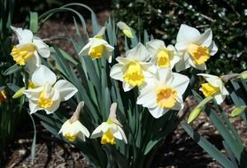 daffodils in spring