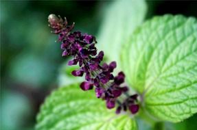 asian flower in indonesia