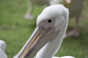 Beautiful, white pelican birds on the green grass in wildlife